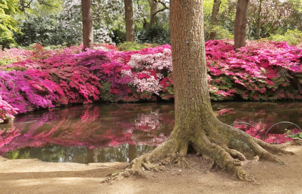 A photo from Isabella Plantation, England, taken in 2023
